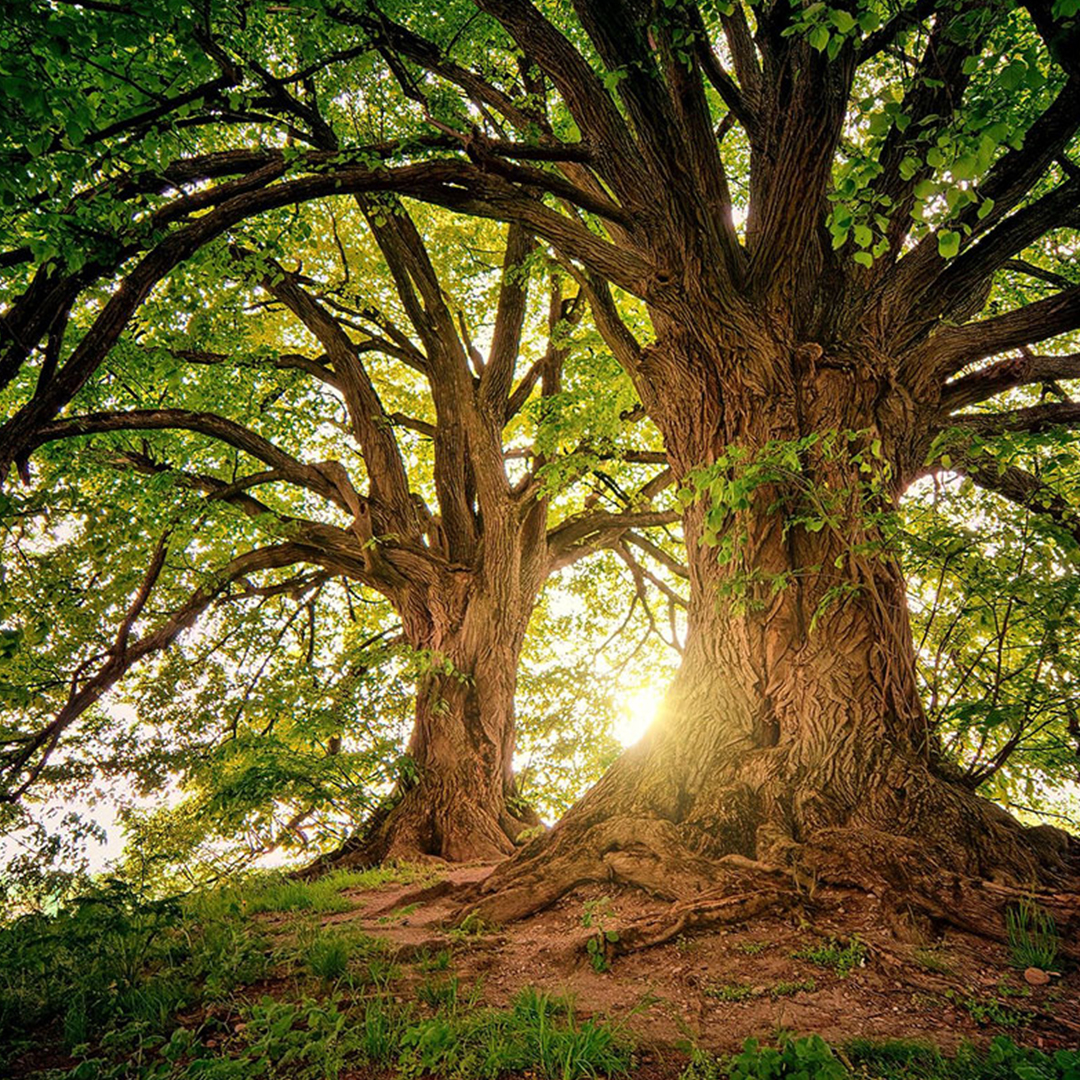 HIDDEN LIFE OF TREES – SMITH RAFAEL FILM CENTER