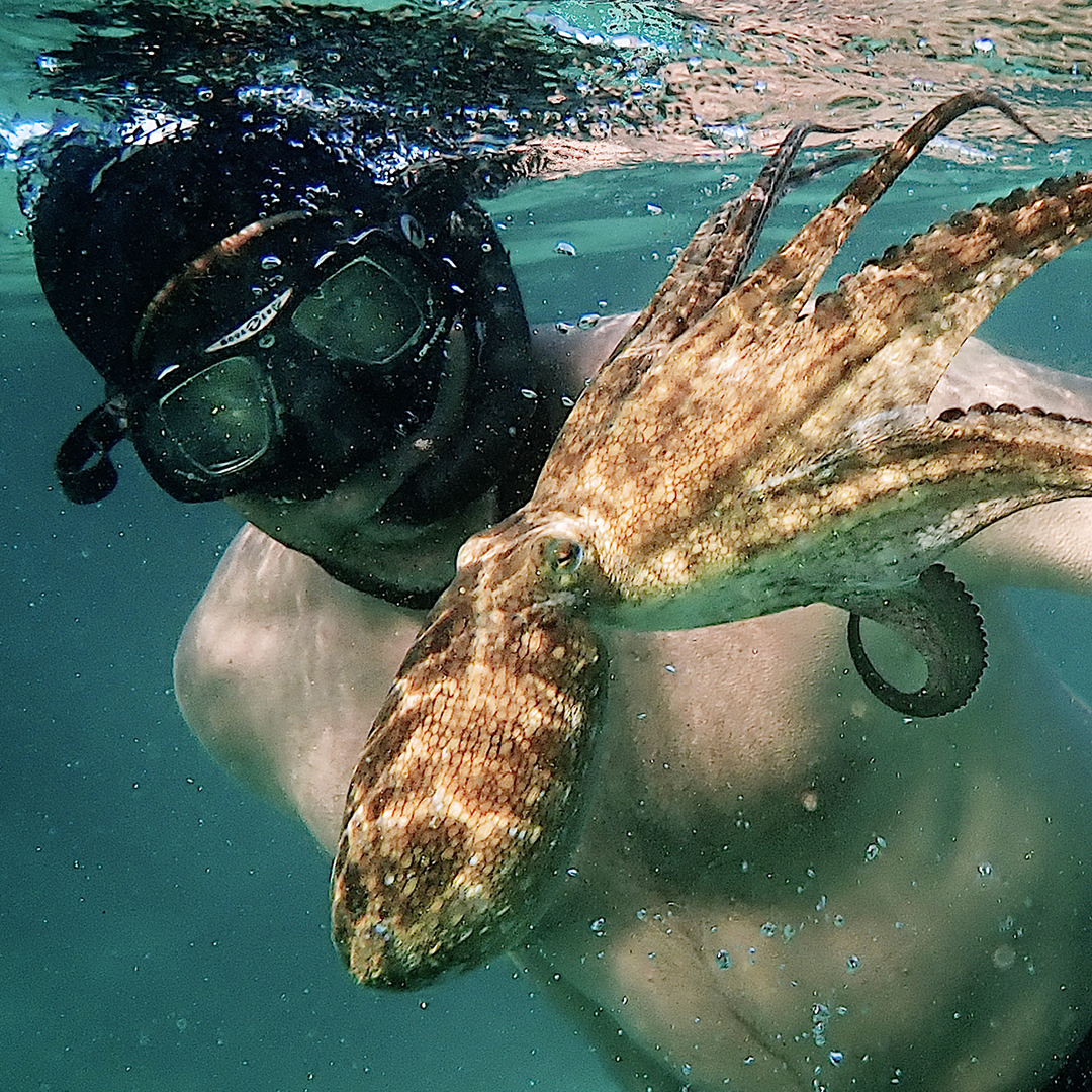 MY OCTOPUS TEACHER SMITH RAFAEL FILM CENTER